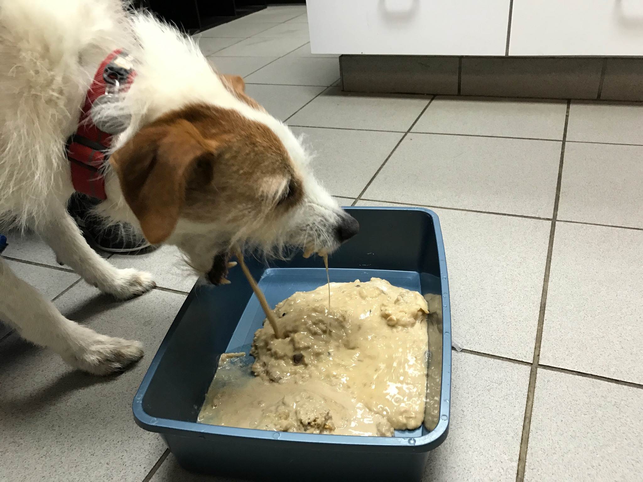 Собака вялая, отказывается от еды: причины, что делать