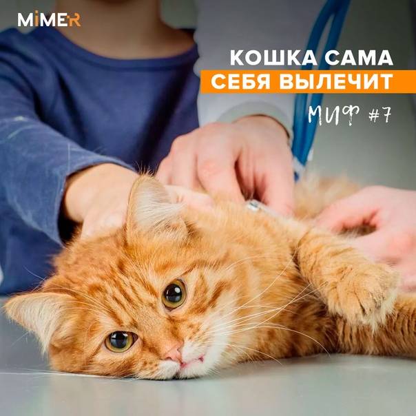 Сколько жизней у кошки или кота: 9 или 7, причины появления такого суеверия, почему оно популярно