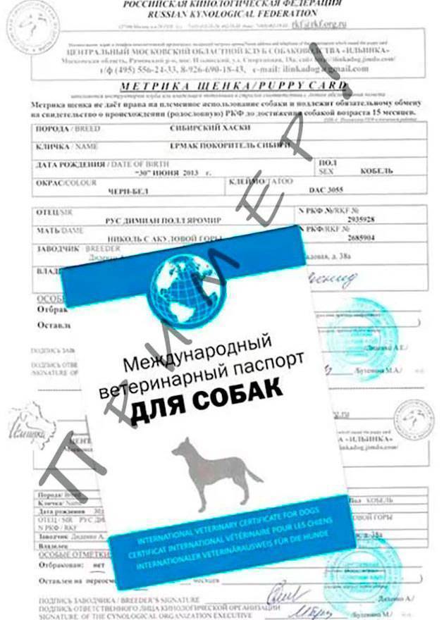 ᐉ алиментный щенок: что это такое, что это значит и как правильно выбрать - kcc-zoo.ru