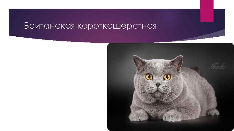 Как назвать британскую кошку: правила подбора клички коту и кошке, варианты имен
