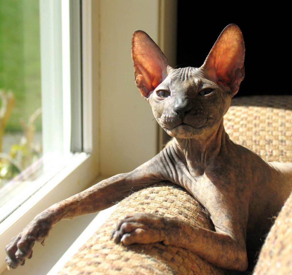 Петерболд (петербургский сфинкс) кошка: подробное описание, фото, купить, видео, цена, содержание дома