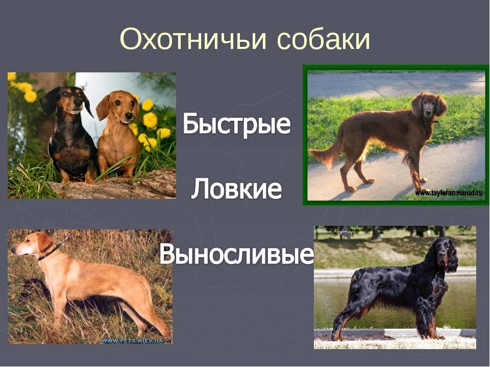 Охотничьи породы собак фото, названия | вибор собаки для охоты