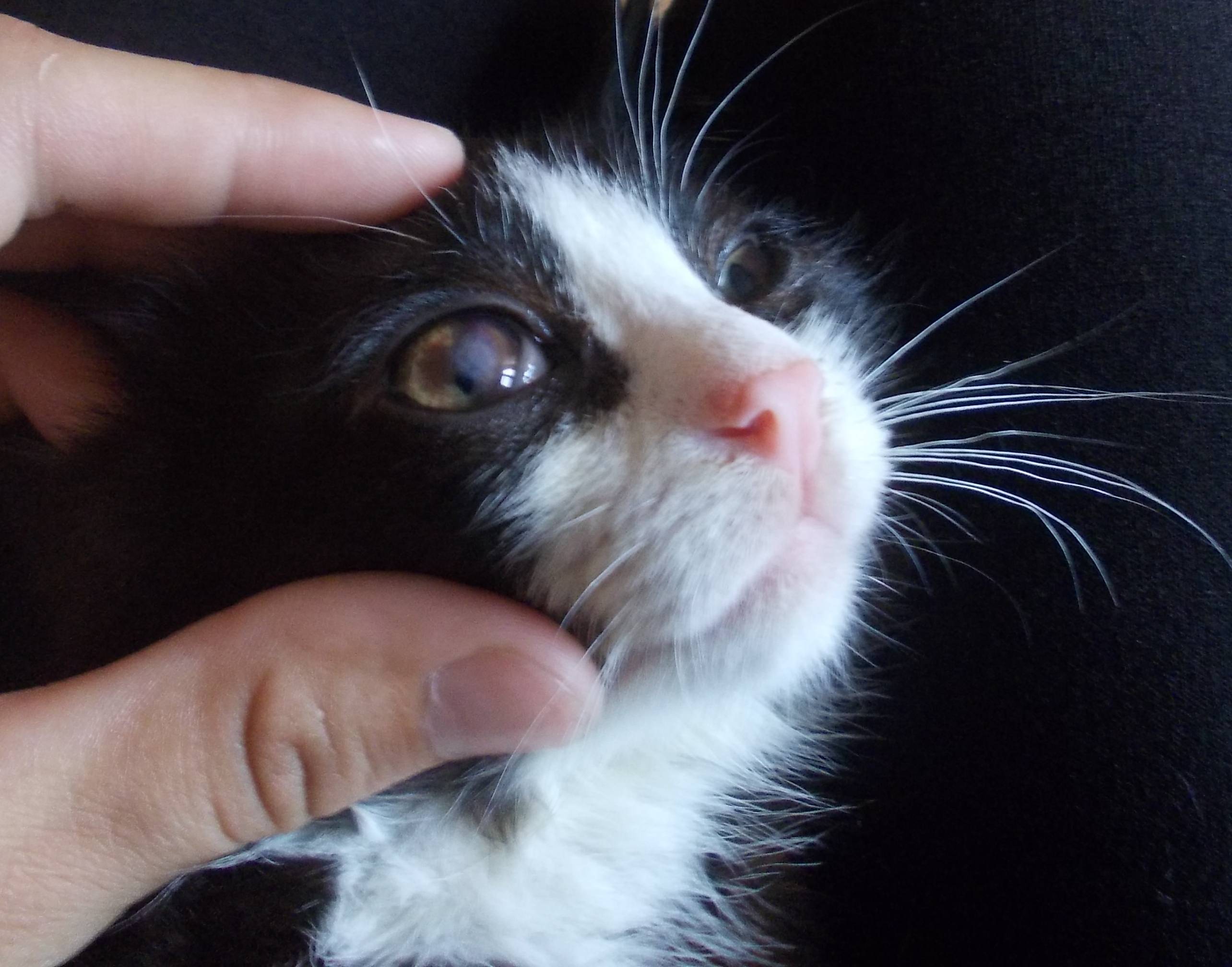 Третье веко у кошки закрывает глаз на половину: причины, как лечить