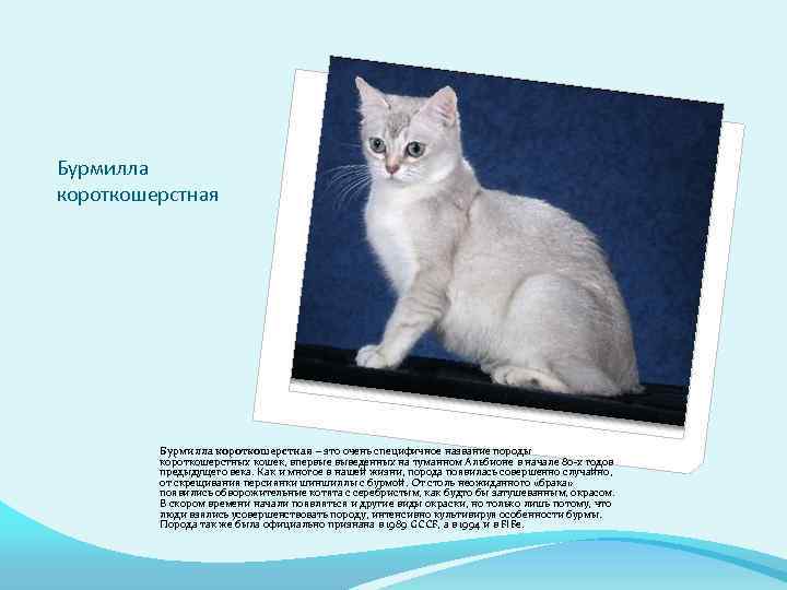 Бурмилла: фото кошки, описание породы, окрасы, характер и поведения