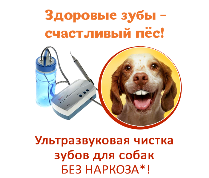 Чистка зубов собакам отзывы. Ультразвуковая очистка зубы для собак. Ультразвуковая чистка зубов собаке. Чистка зубов собаке ультразвуком.