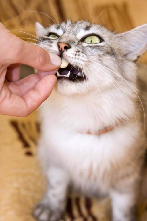 Питание кошек — корма, витамины