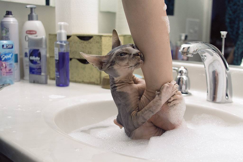 Почему кошки часто умываются | как и зачем моются