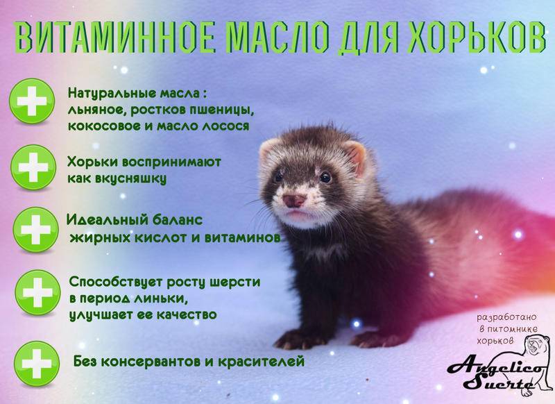 ᐉ хорьки как домашние животные: плюсы и минусы, правила выгула, обустройства пространства для жизни питомца - zoovet24.ru
