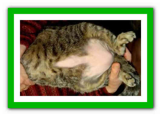 Асцит у кошек: причины, симптомы, лечение