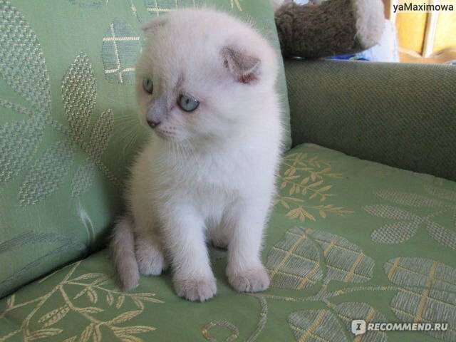 Как воспитывать шотландского кота