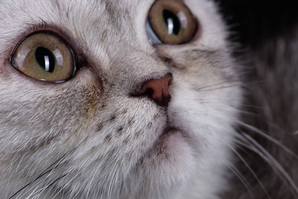 У кошки слезятся глаза – почему, что делать в домашних условиях, чем лечить