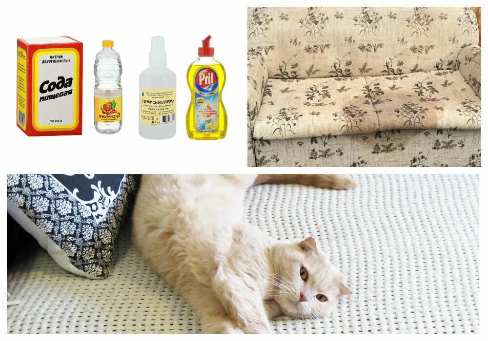 15 способов избавиться от запаха кошачьей мочи в домашних условиях