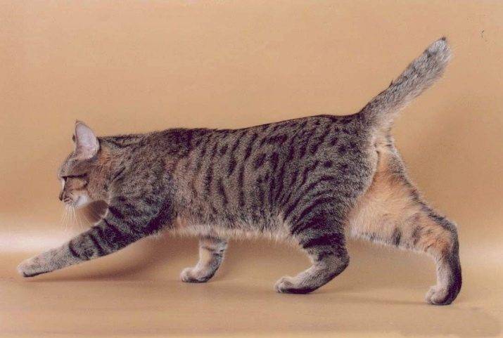 Кошки с длинными лапами: названия пород, их описания и фото