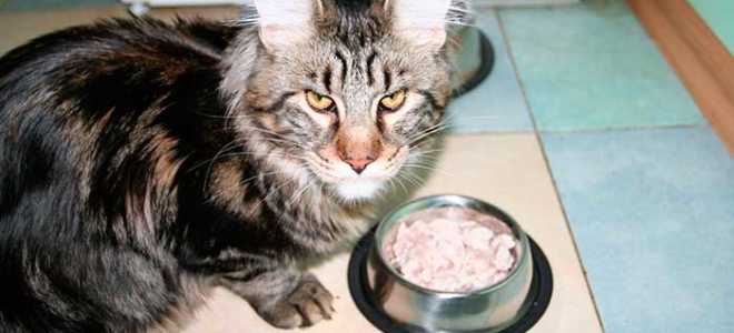Как правильно кормить кошку: натуральное питание или промышленные корма