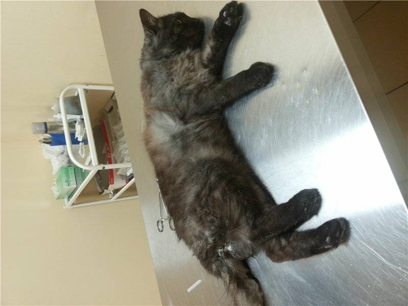 Сколько коты отходят от кастрации по времени. Кошка после стерилизации. Кошка после наркоза после стерилизации. Кот отходит после кастрации.