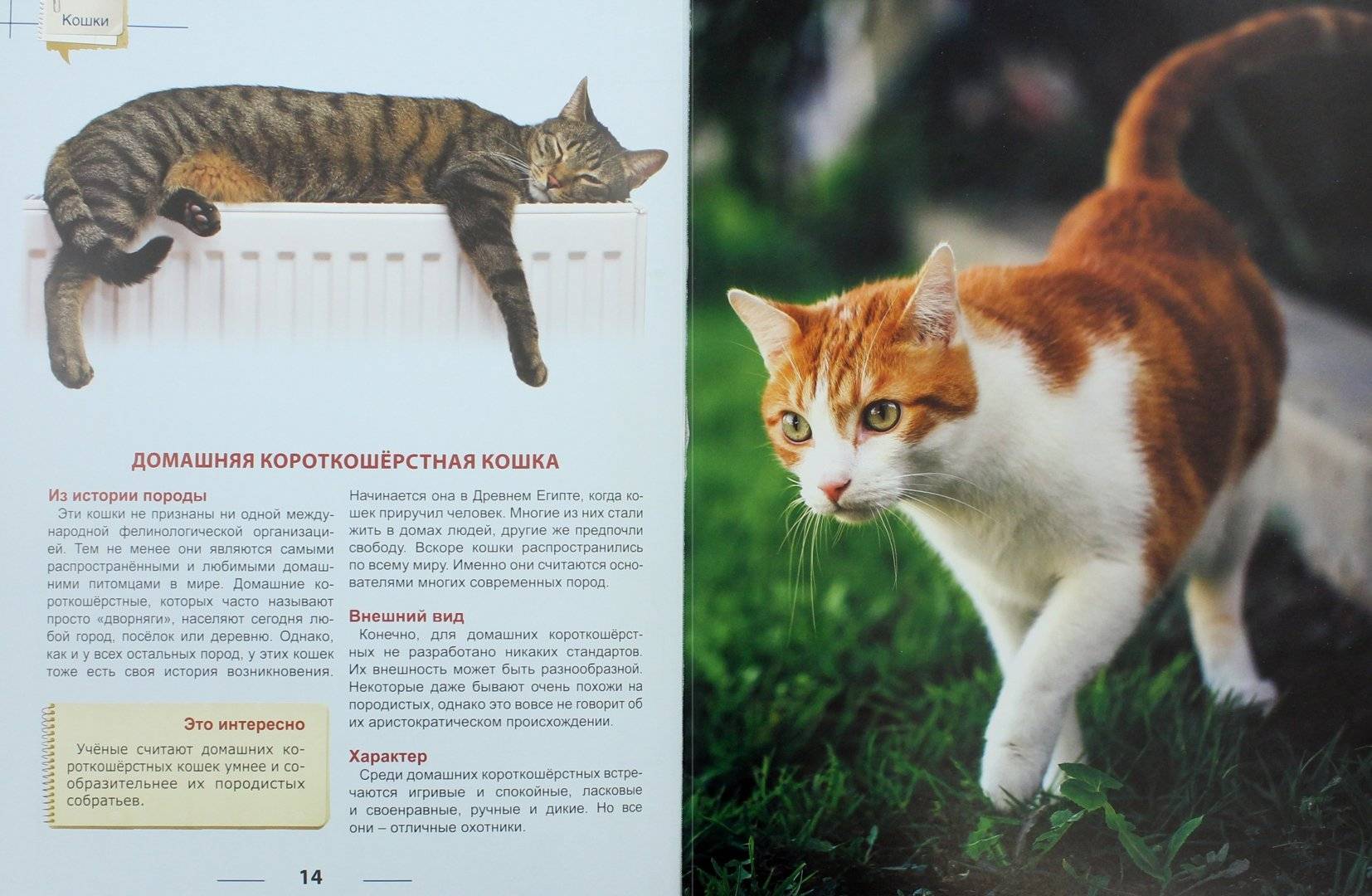 Интересные факты о котах и кошках: легенды и предания, связанные с этими животными