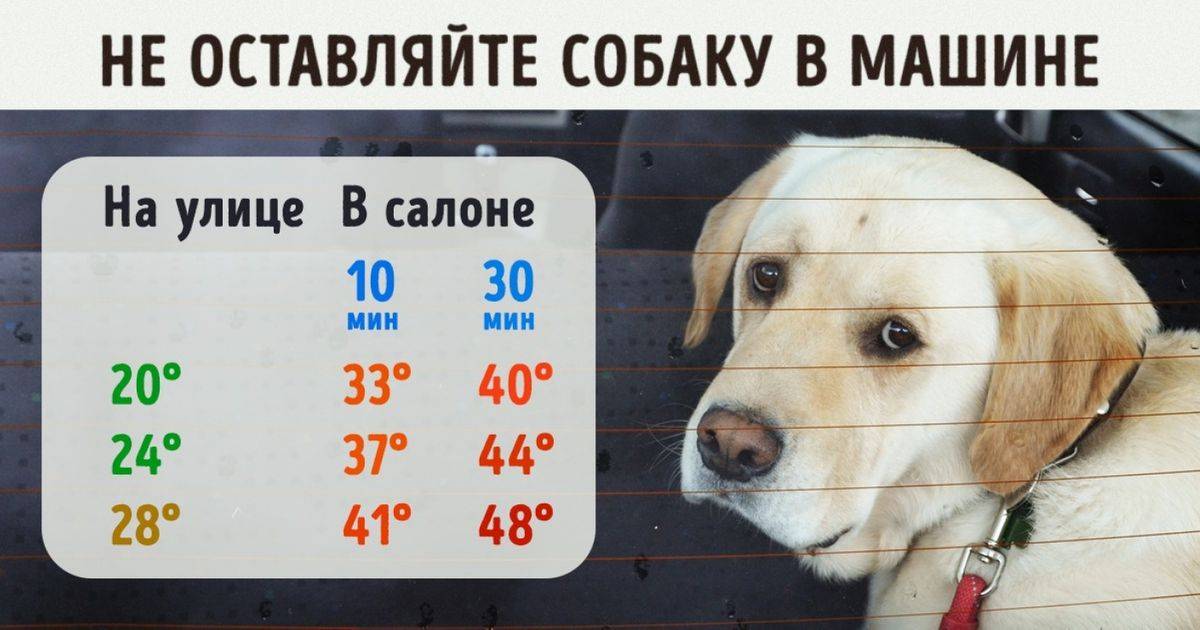 Как помочь собаке в жару: если животное в квартире, старой собаке перенести жару