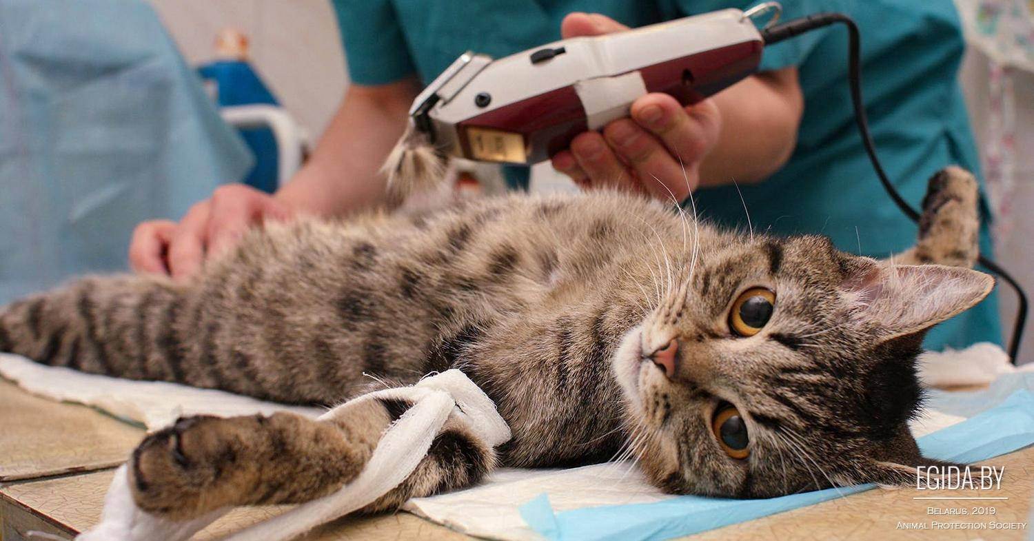 Операция мягкие лапки у кошек: за и против, как сделать