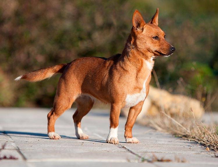 Собаки породы португальский поденго, характерные особенности, история происхождения и стандарты породы