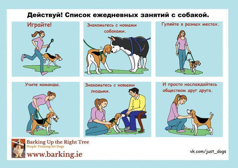 Как дрессировать биглей (с иллюстрациями) - wikihow