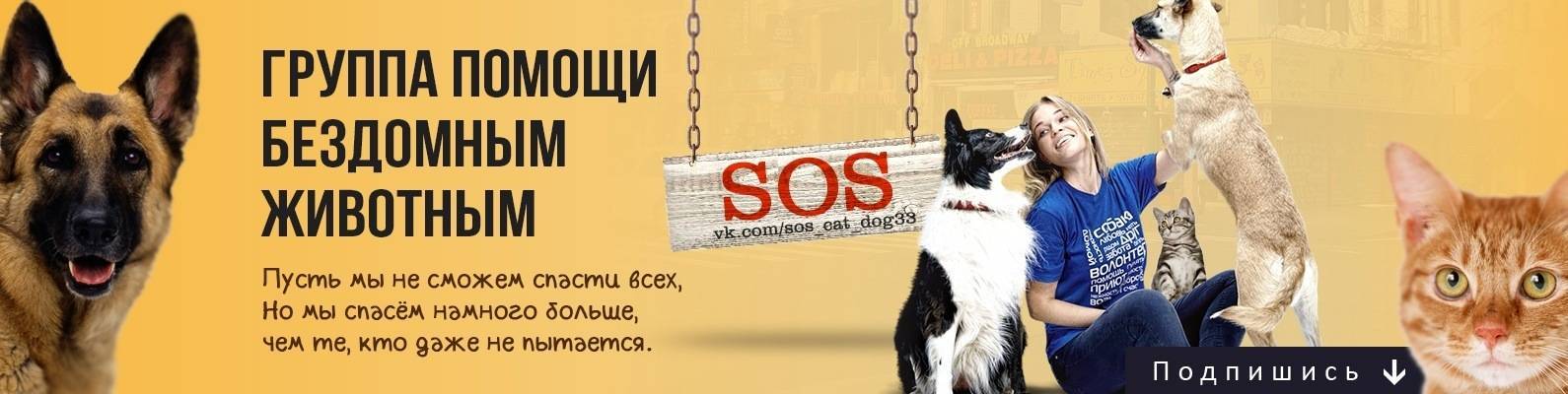 Как социальная сеть помогает животным