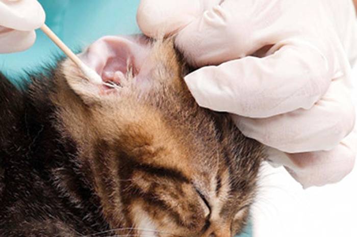 Способы самостоятельного лечения ушных клещей у кошки дома без ветеринара