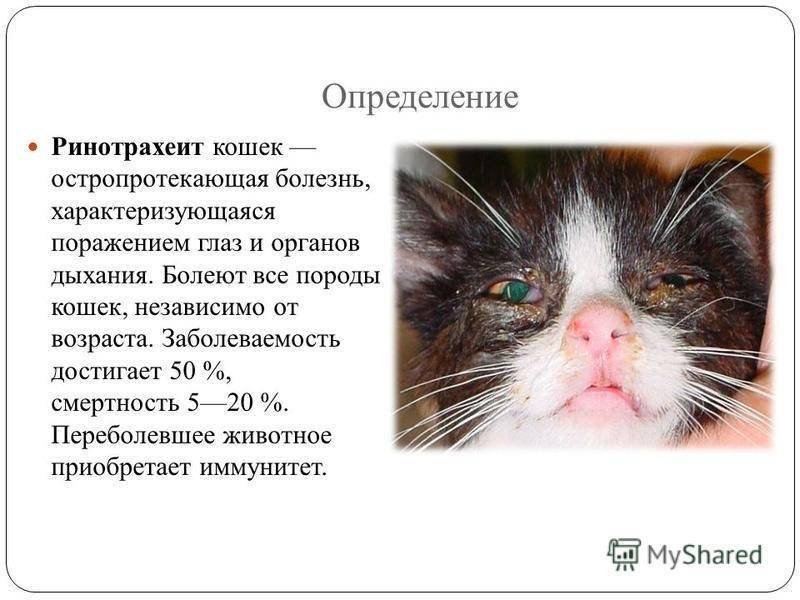 Конъюнктивит у кота: причины болезни, предотвращение, лечение