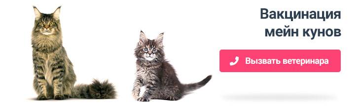 Прививки котятам мейн-кун. какие прививки делают котятам мейн-куна? когда делать прививку котенку мейн-кун