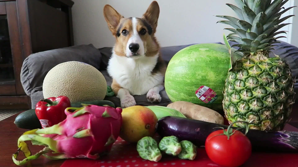 Можно собакам яблоки свежие. Овощи для собак. Фрукты и овощи для собак. Корги. Фруктовая собачка.