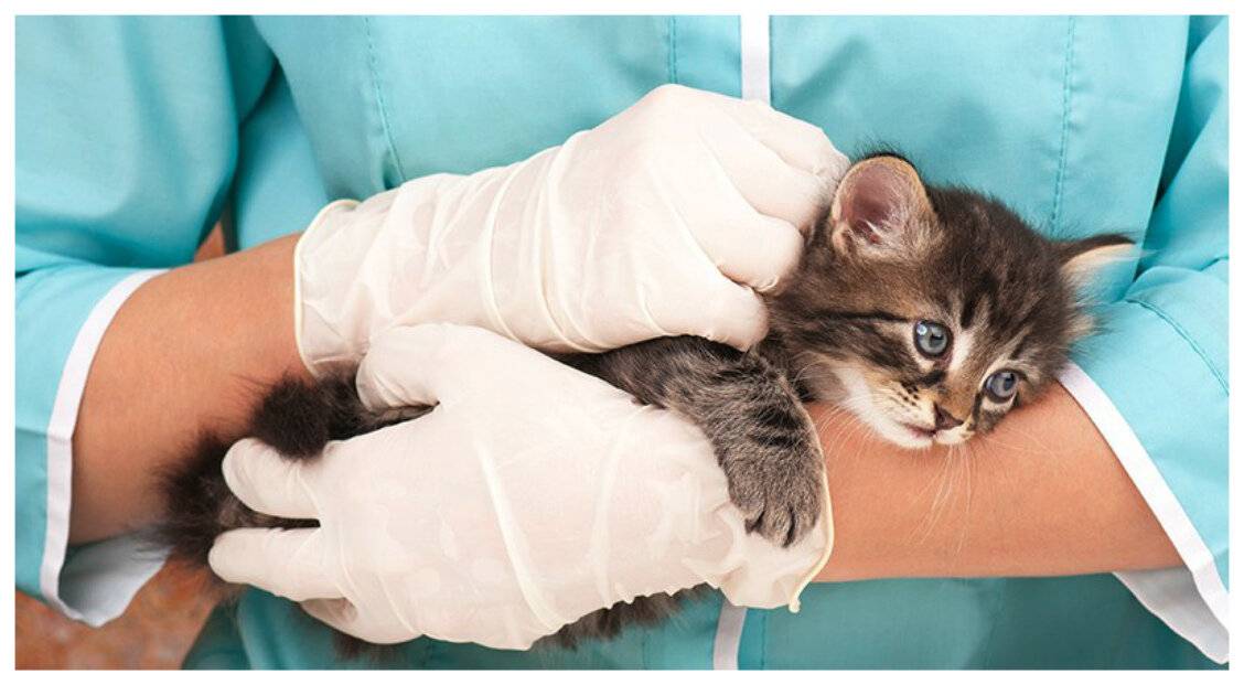 Гиперпаратиреоз у кошек — первичная и вторичная формы. причины, лечение, профилактика