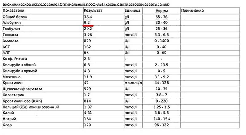 Альбумин у кошек понижен или повышен - что делать