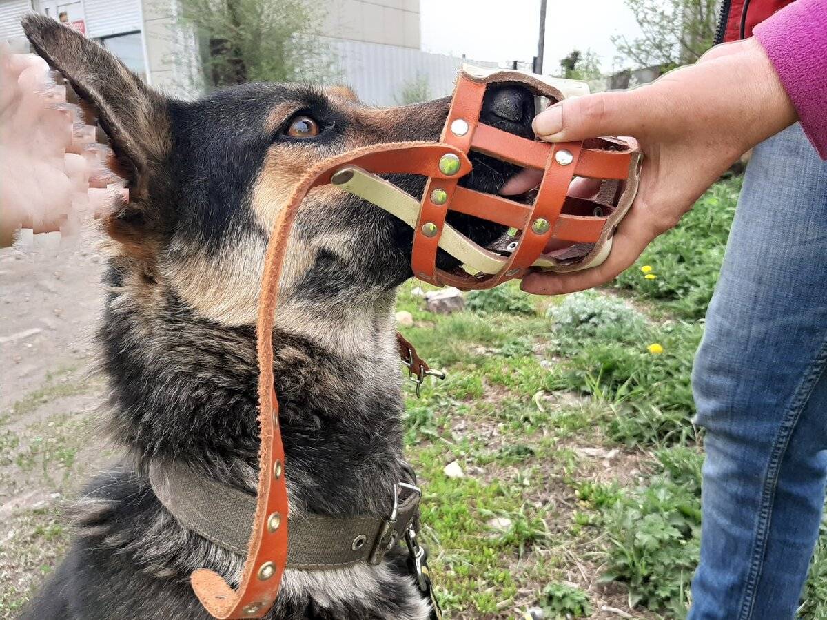 Все, то вам следует знать о намордниках - hidogs.ru