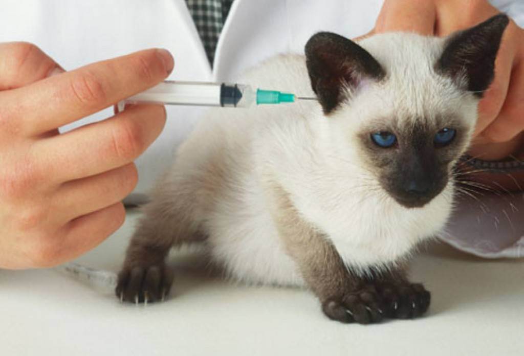 Прививки котятам: правила и сроки вакцинации