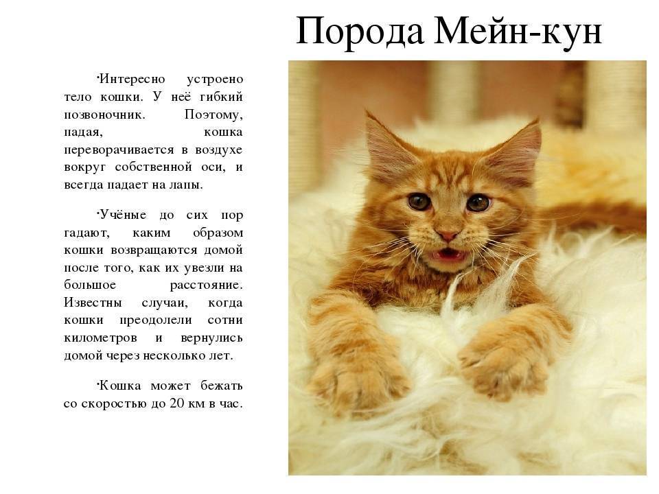 Уход за мейн-куном -кормление, купание, что нужно знать