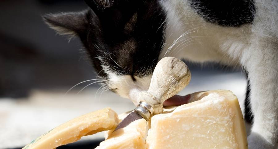 Можно давать котам сыр. Кошка и сыр. Кошечки из сыра. Кошка чиз. Сырок с кошкой.