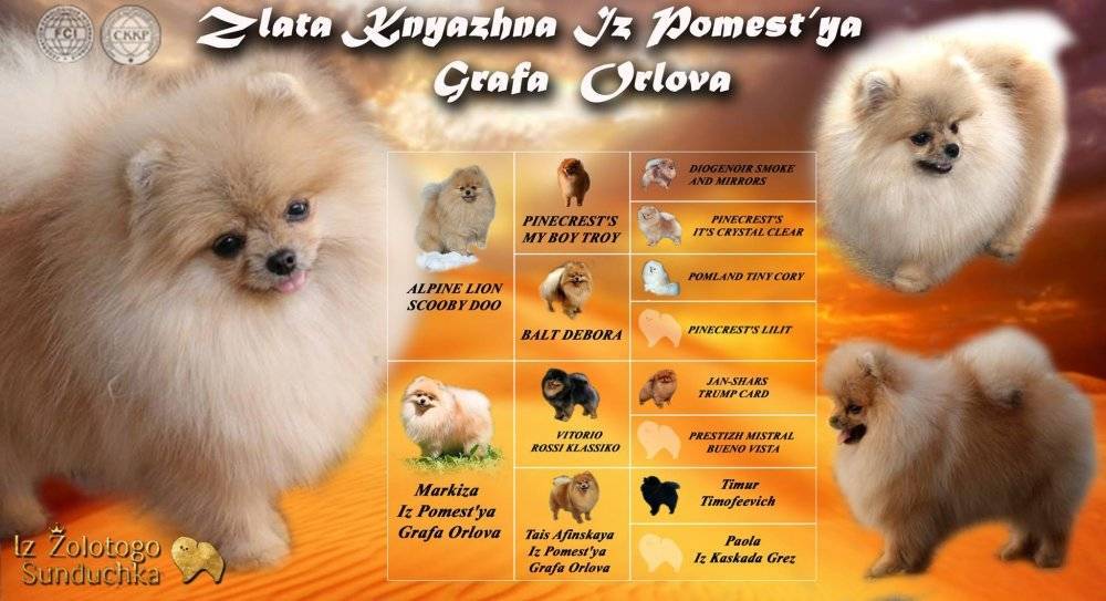 Шпиц: рыжий, коричневый, кремовый, серый, соболь и другие окрасы