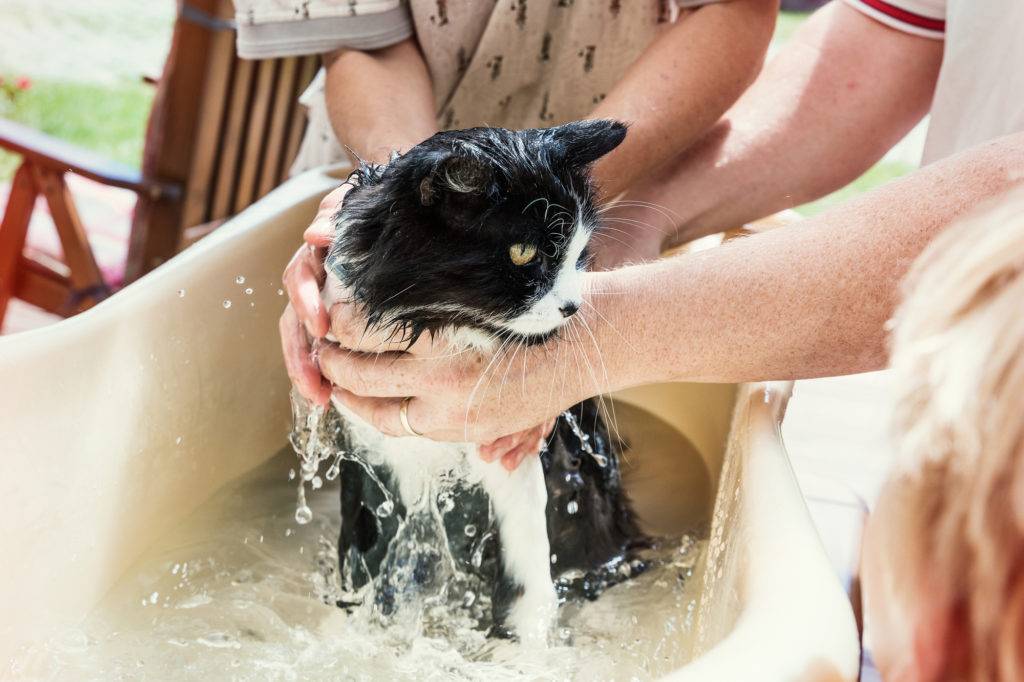Как купать кота без истерик и травм