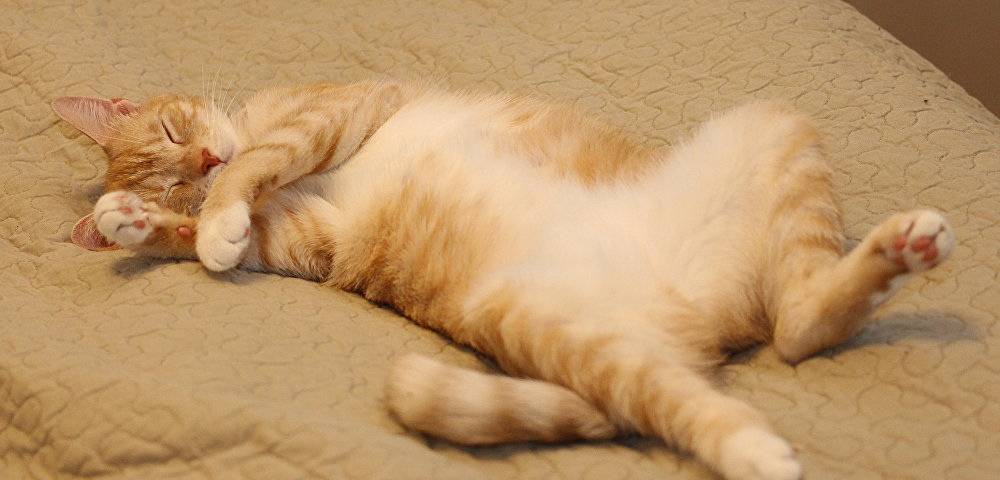 Кот спит на спине: причины, что это значит?