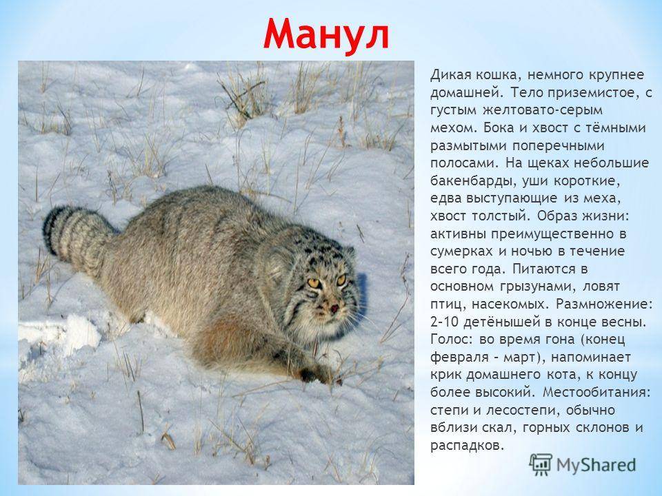 Вся правда о таинственном мануле — domovod.guru