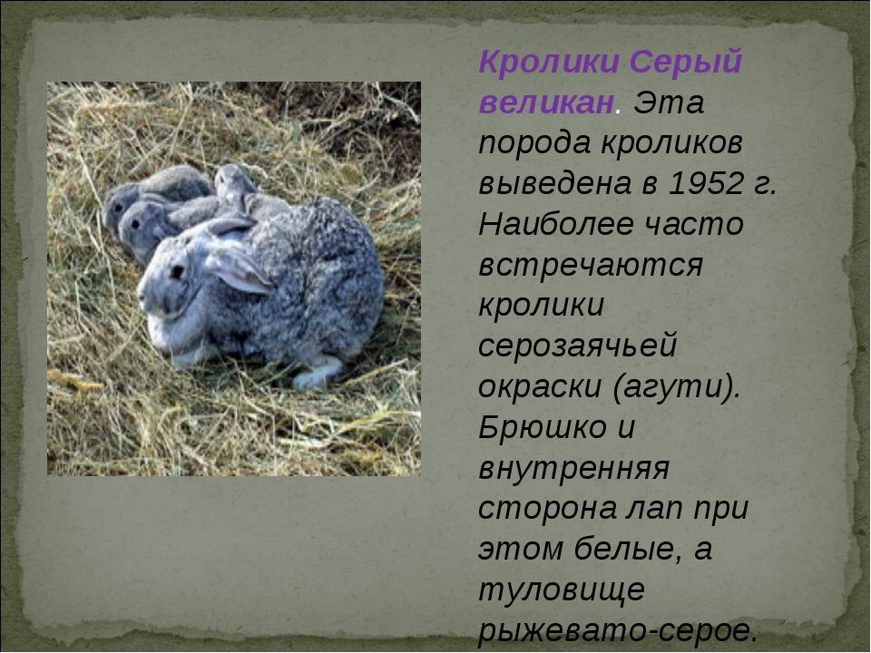 Кролик серый великан: все о породе и особенности разведения