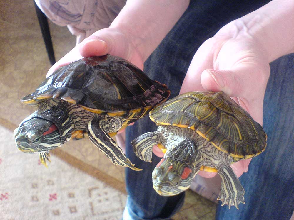 Как определить пол черепахи в домашних условиях