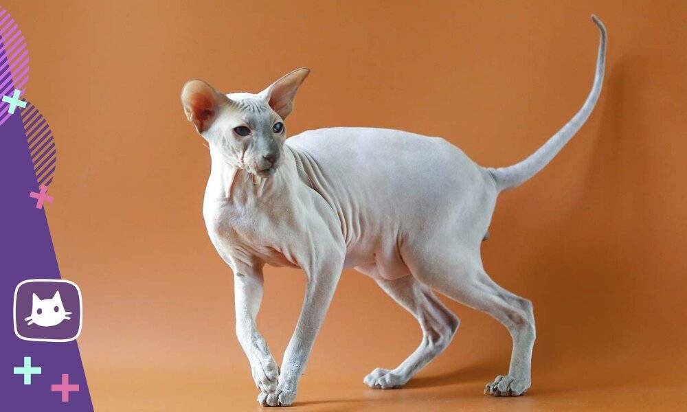 Петерболд кошка: описание породы, характер, фото, видео, цена