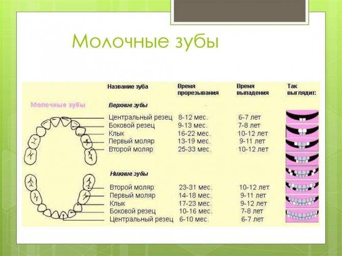 Когда у кошек меняются молочные зубы на постоянные - zoosecrets