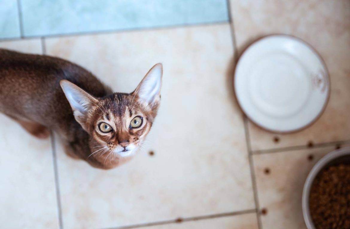 Каким кормом кормить британского котенка?