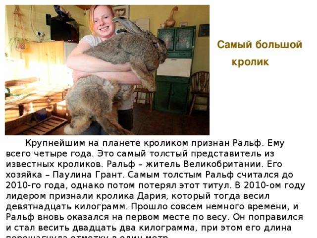 Самый большой кролик в мире :: syl.ru