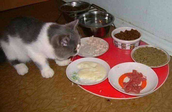 Сколько кошка может прожить без еды и без воды