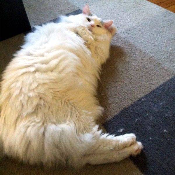 Почему кошки спят в ногах: что это значит, почему коты любят ложиться в ноги хозяину, спать с ребенком, между мужем и женой