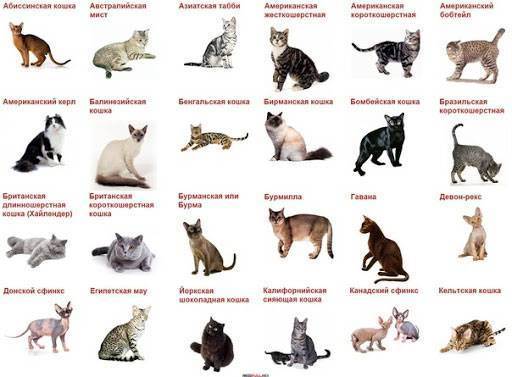 Названия пород кошек, краткое описание некоторых видов с фотографиями