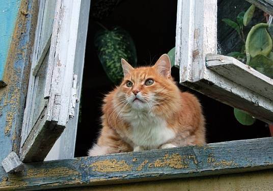Падение кошки с большой высоты (окна, балкона)