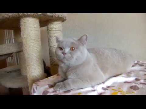 Тикированный окрас кошек: разновидности, описание